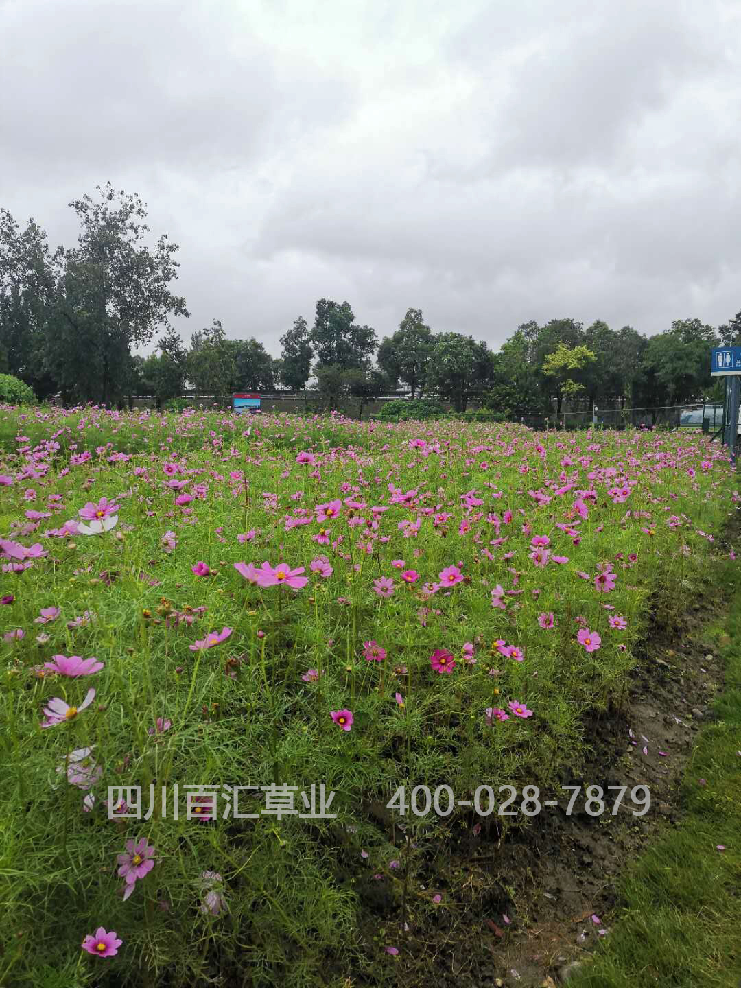 西藏格?；ǚN子