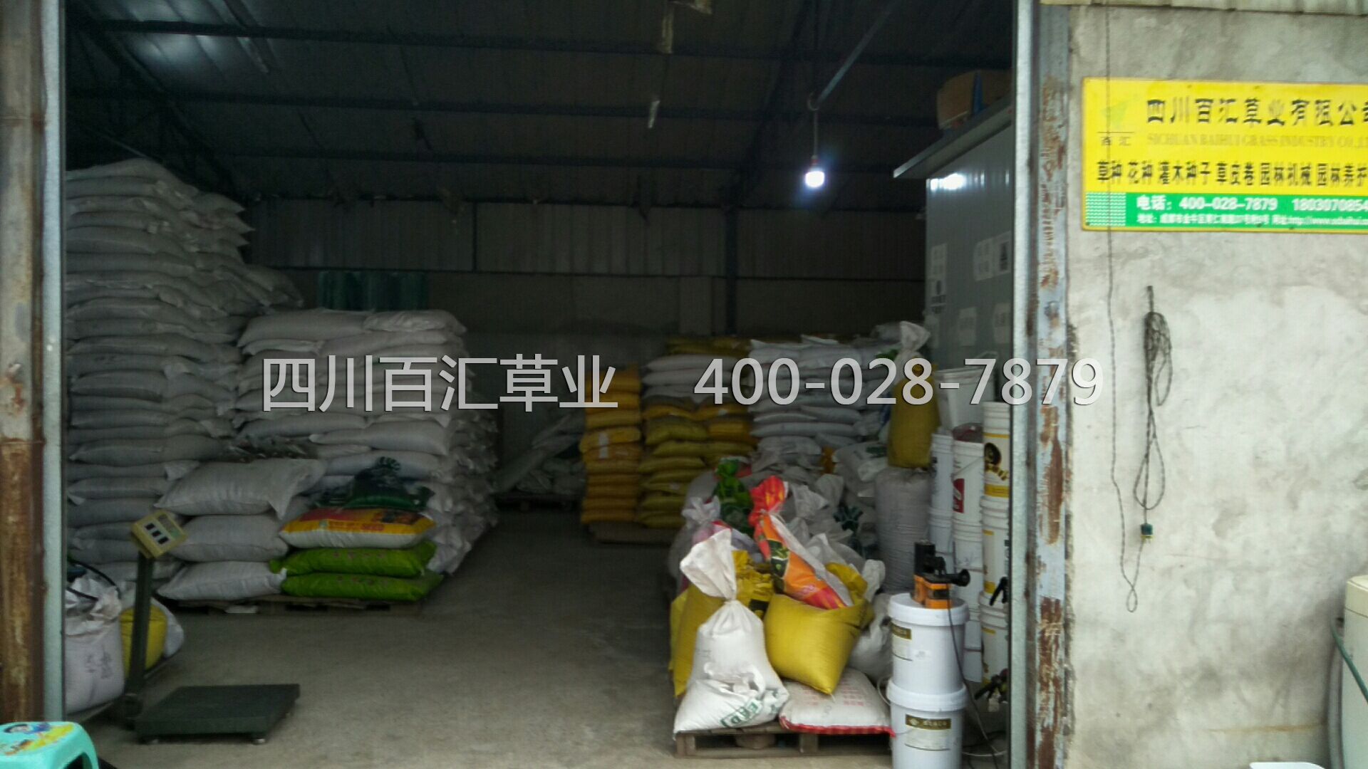 綠化草種多少錢(qián)一斤